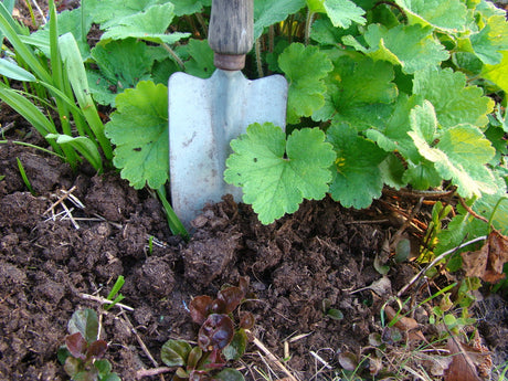 Organiskt gödsel i trädgården – mylla ner kogödsel, hönsgödsel och kompost för långsiktig jordhälsa, förbättrad jordstruktur och rikare mikroliv hos buskar, rosor och grönsaksland.
