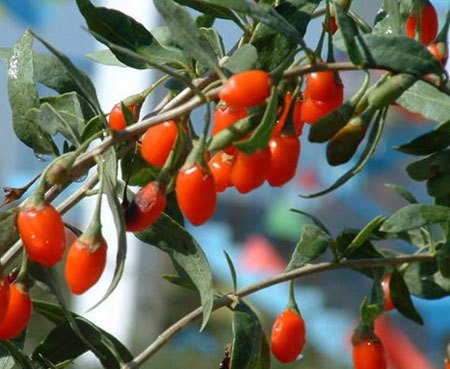 Gojibär på kvist – bocktörne (Lycium barbarum); enligt Giftinformationen är bären ogiftiga och säkra för människor, gärna ekologiska.