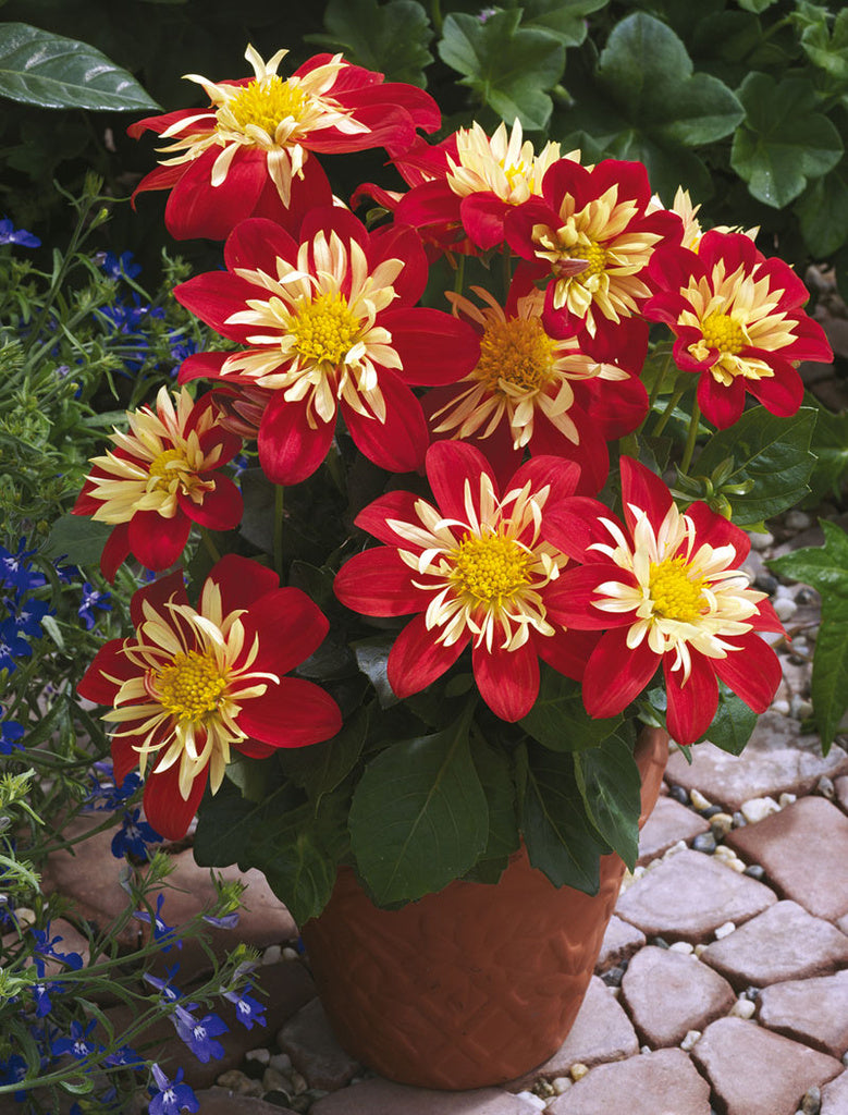 ’Goldahlia’ – Dahlia x pinnata i skarlakansrött med fyllda blommor och vit mitt, solälskande dahlia för trädgård, rabatt, urna och kruka; lättskött men frostkänslig.