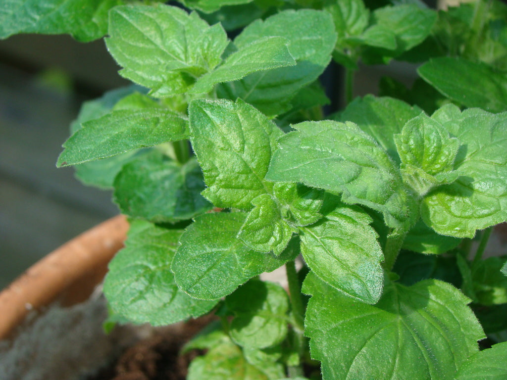 Grapefruktmynta (Mentha piperita citrata) i kruka – odling av mynta i väldränerad, näringsrik jord i sol eller halvskugga; skörda toppskott före blomning för bästa smak.