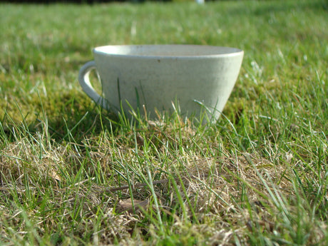 Förbered gräsmattan för våren: kratta försiktigt, lufta/vertikalskär, toppdressa och gödsla mot mossa och ogräs; klipp ca 5 cm och stödså vid behov för en tät, grön matta.