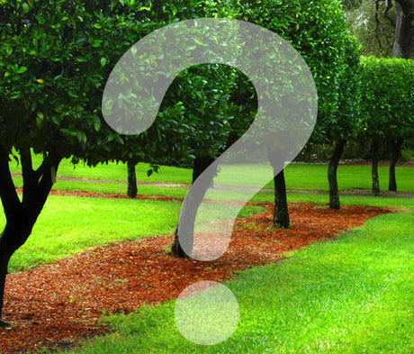 Odla.nu: Karin Malmberg, landskapsingenjör på SNITSIG, och Jankov Månsson, gräsmattexpert – tips om trädgårdsplanering, trädgårdsdesign, gräsmatta, skötsel och Algomin.