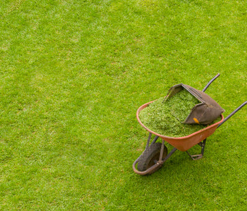 Gräsmatta i trädgård – paradgräsmatta/bruksgräsmatta med rätt gräsfröblandning (Extra Green, Villa Classic); finbladigt/slitstarkt gräs, utlöpare och tuvbildning; så gräsmatta med PK‑gödsel, gallervält och vattning.