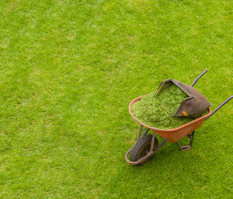 Gräsmatta i trädgård – paradgräsmatta/bruksgräsmatta med rätt gräsfröblandning (Extra Green, Villa Classic); finbladigt/slitstarkt gräs, utlöpare och tuvbildning; så gräsmatta med PK‑gödsel, gallervält och vattning.