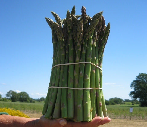 Grön bunt sparris från Österlen Sparris i Skillinge, Österlen, odlad i soligt läge på sandjord. Svensk sparris av Rambo, Gijnlim, Primaverde och Backlim – skörd från gårdsbutik.