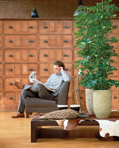 Gröna krukväxter i hemmet – ormbunkar som spjutbräken och dekorativ peperomia skapar djungelkänsla, är luftrenande och lättskötta för bättre inomhusklimat