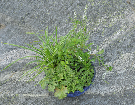 Grönvit höstkruka med perenner – prydnadsgräs, alunrot, funkia och murgröna – höstfägring i en året runt-plantering i vintertålig kruka med kvalitetsjord.