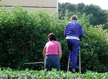 Häckklippning på sommaren med presenning för smart avfallshantering – forma konisk häck med elektrisk häcksax och lina; sommarklippning av buxbom, avenbok och barrväxter, samt föryngring och sticklingar.