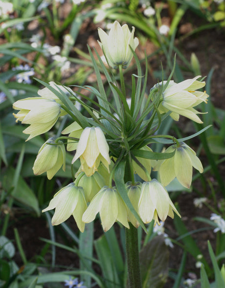 Halmgul kejsarkrona (Fritillaria imperialis 'Raddeana') – tidig vårblomning i april med halmgula klockor i solig, väldränerad rabatt; doft som avskräcker rådjur och sorkar.