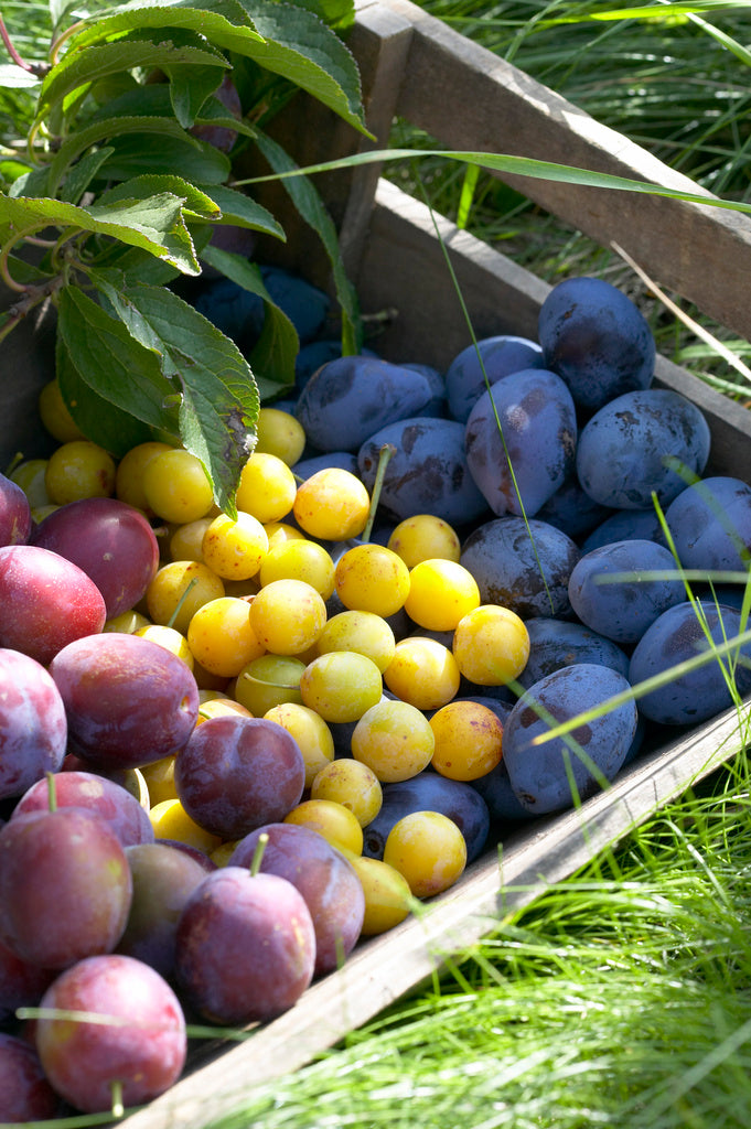 Halvsviskon, mirabeller och sviskon – plommonfrukter; odling, plantering och skötsel av plommonträd i väldränerad näringsrik jord med spaljé, vattning, kartgallring och skörd.