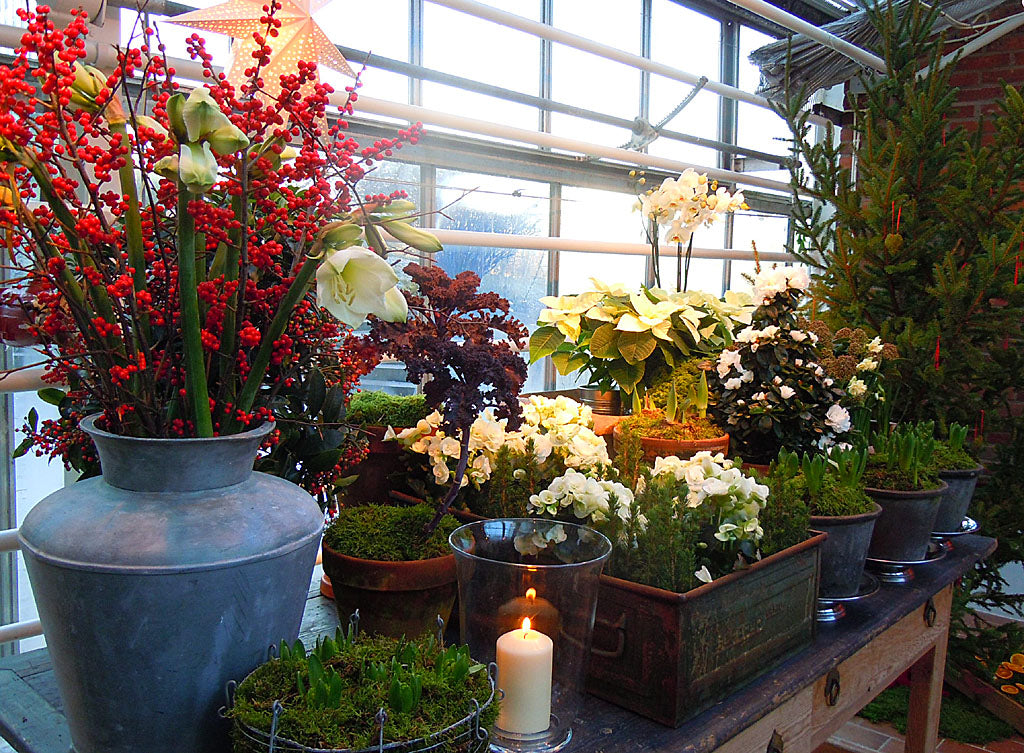 Julbegonia (Begonia x chiemantha) – klassisk svensk julblomma; vinterblommande begoniaväxt med blanka gröna blad och frodiga röda, rosa eller vita klasar, populär som inomhusväxt under julen