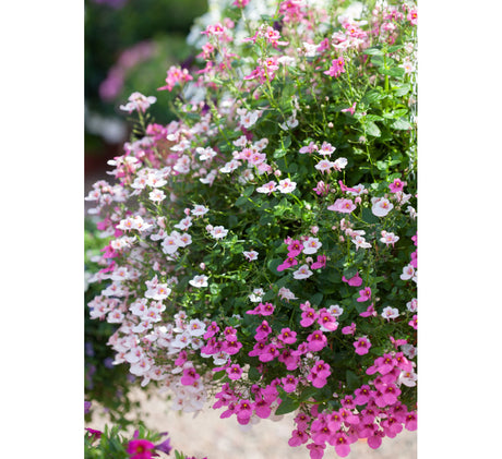 Härlig blandning av tvillingsporre (Diascia) i hängande ampel – svenskodlade sommarblommor för Mors dag i Sverige; hållbar, miljövänlig gåva från svenska odlare.