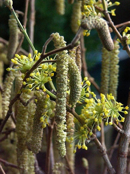 Närbild av hasselgrenar och körsbärskornell med svällande knoppar – driv kvistar inomhus för tidig vår i vas med varmt vatten och fräscha snitt