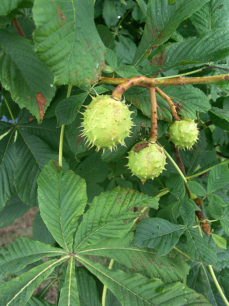 Hästkastanj (Aesculus hippocastanum) i höstfärg med handflikiga blad och taggiga frukter – klassiskt svenskt parkträd; odling i sol/halvskugga, näringsrik jord, härdig till zon 4.