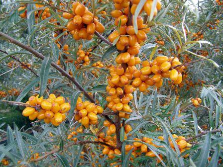 Havtorn (Hippophae rhamnoides) – tålig, vind- och salttålig buske för soliga, kustnära lägen i sandig, kalkrik jord; tvåbyggare, vindpollinerad, C‑vitaminrika bär.