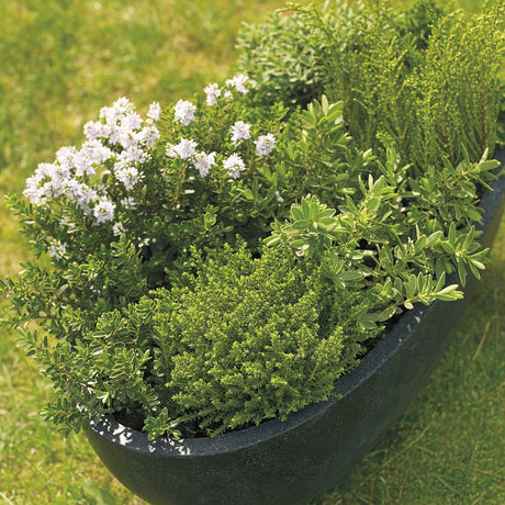 Vacker Hebe hybrid med städsegröna, variegerade blad och täta lila/blå blomax; ideal för krukor, balkonger, rabatter och stenpartier i soligt läge med väldränerad jord; gynnar pollinatörer och är vinterhärdig till ca -10°C.