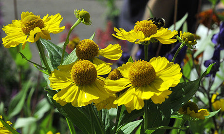 Solbrud (Helenium autumnale) ’Canary’/’Kanaria’ i full höstblom, klargula blommor som lyser i höstrabatten; härdig, höstblommande perenn som lockar bin och fjärilar i soligt, väldränerat trädgårdsläge.