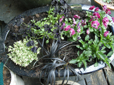 Höstfägring i kruka – mer än bara ljung: höstkruka med buskveronika (Hebe), prydnadskål, ormskägg (Ophiopogon), kärleksört (Sedum) och prydnadsgräs Carex, frosttåliga perenner.