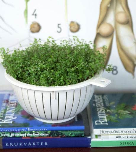 Hemtrevnad (Soleirolia soleirolii) i dekorativ kruka – månadens blomma i november; tät, ljusgrön inomhusväxt för vintermörkret, lättskött med ljus placering och jämnt fuktig jord; vacker ihop med fredskalla (Spathiphyllum wallisii)