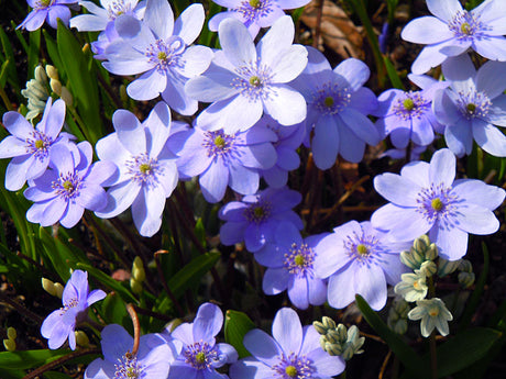 Hepatica x media ’Ballardii’ stor blåsippa med himmelsblå, storblommiga blommor i rabatt på Göteborgs botaniska trädgård – robust hybrid och vårens blåsippor.