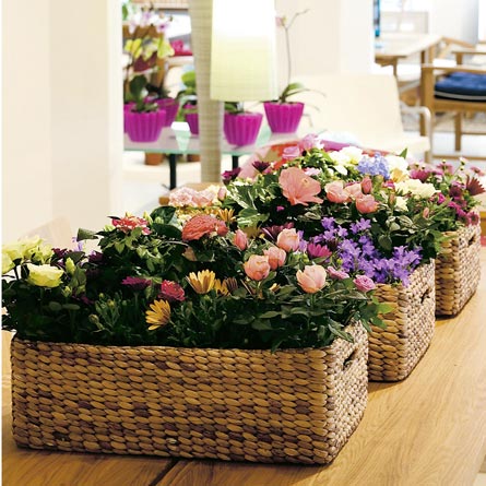 Färgstark hibiskus (Hibiscus) i sol – mobil trädgård med flexibla blomsterarrangemang och flyttbara växter för balkong, uterum och uteplats