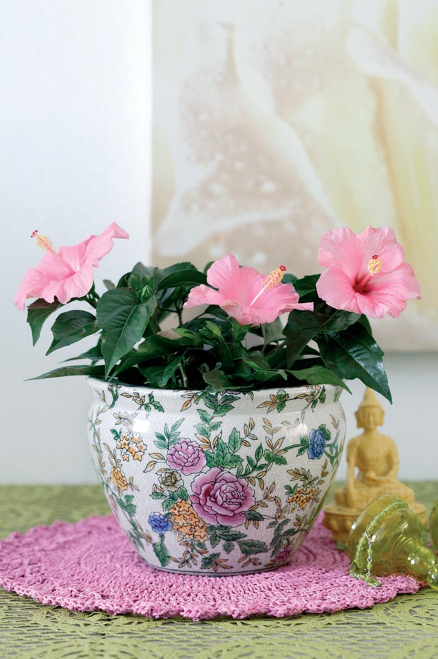 Hibiskus (Hibiscus rosa-sinensis) i soligt söder- eller västläge – färgsprakande blommor hela vintern; övervintra inomhus i frostfri miljö med mycket ljus.