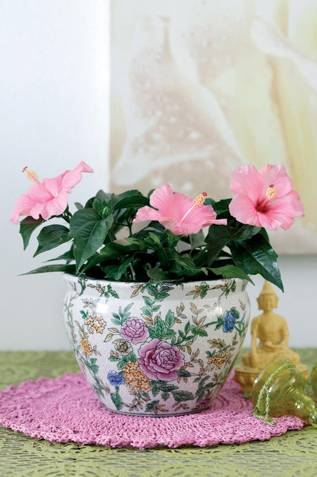 Hibiskus (Hibiscus rosa-sinensis) i soligt söder- eller västläge – färgsprakande blommor hela vintern; övervintra inomhus i frostfri miljö med mycket ljus.