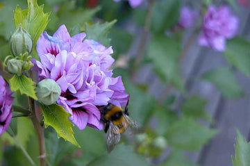 Hibiscus syriacus (frilandshibiskus) – härdig, storblommig prydnadsbuske för svenska trädgårdar, särskilt blå och vita sorter som Blue Bird och Red Heart, zon 2.