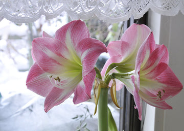 Amaryllis Hippeastrum 'Apple Blossom' som vårvinteramaryllis – krukväxt på blombänk på glasverandan i svalt och ljust uterum; skötsel för övervintring och sidolökar.