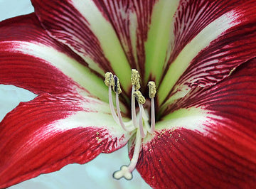 Hippeastrum 'Gilmar' – plantering av amaryllis i kruka med dräneringshål: kruka två fingermått bredare än löken, väldränerad blomjord pH 6,0–6,8 med sand/lecakulor, sparsam vattning och ljust läge; skötsel efter blomningen med vila och omplantering.
