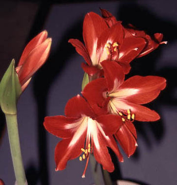 Amaryllis Hippeastrum gracilis 'Naughty Lady' – gracil jul- och vinterblomma, även som snittblomma; skötselråd för plantering, vattning, viloperiod och ny blomning