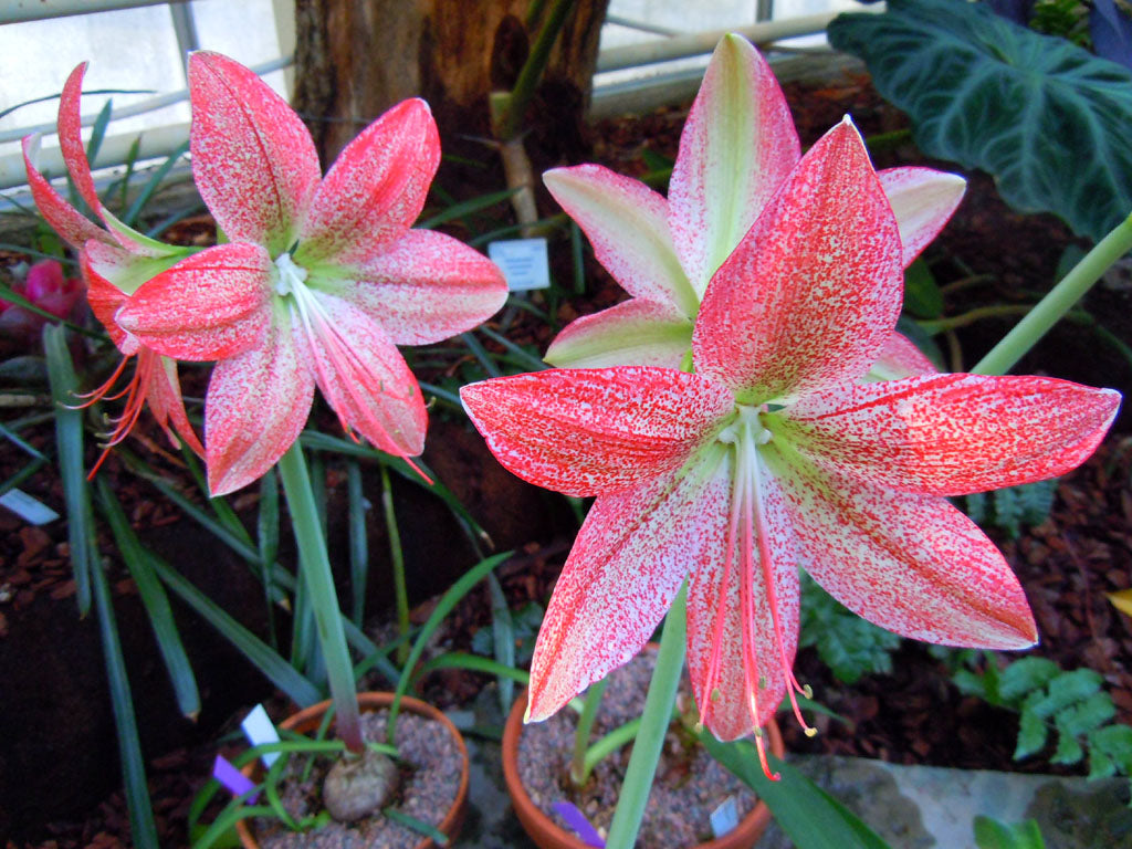 Panteramaryllis (Hippeastrum pardinum) i blom – stora gröngula blommor med röda fläckar i pantermönster på blomstängel; klassisk Hippeastrum-art i odling från Peru och Bolivia, ej Amaryllis belladonna.