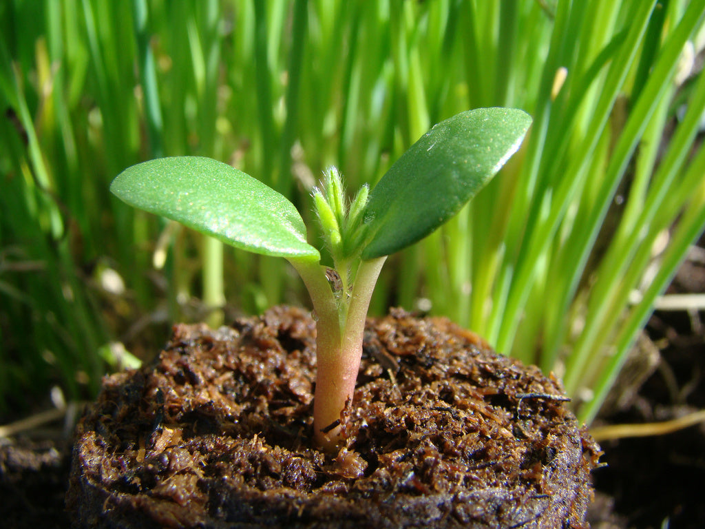 Hjärtblad (cotyledon) seedling in early April garden in Sweden – April gardening: spring cleanup, soil preparation, early weed control with mulch, frost protection, indoor seed starting; tips from Odla.nu (zones 1–5)