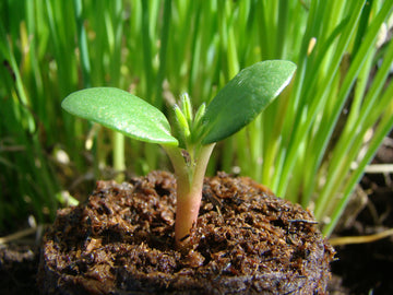 Hjärtblad (cotyledon) seedling in early April garden in Sweden – April gardening: spring cleanup, soil preparation, early weed control with mulch, frost protection, indoor seed starting; tips from Odla.nu (zones 1–5)