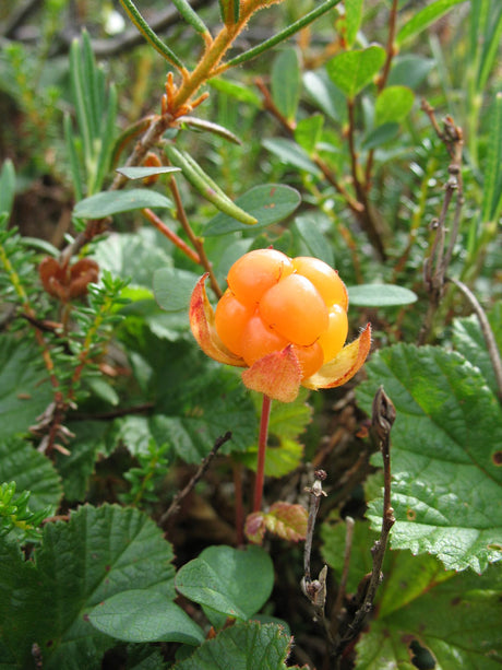 Hjortronplantor i torvrabatt/minimyr för hjortronodling i trädgården; sur torvjord och jämn fukt – foto Peuraniemen Taimitarha