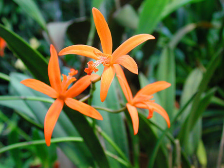 Blommande Hoffmannseggella cinnabarina under Orkidéfrossan i Göteborgs botaniska trädgård – tropisk orkidé från östra Brasilien, del av bevarandet av hotade arter i trädgårdens unika samling.