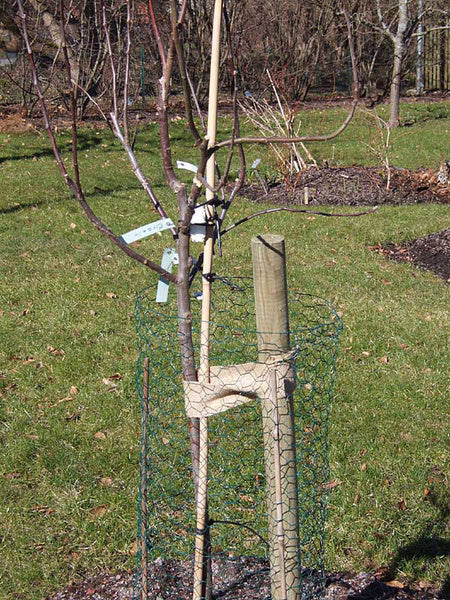 Hönsnät runt ett mindre fruktträd som gnagskydd vintertid, skyddar stammen mot harar, kaniner, rådjur och sorkar – skydda trädgården mot gnagskador.