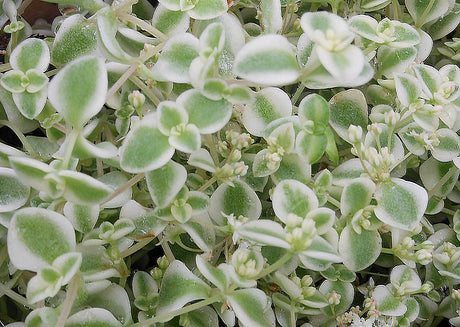 Sedum pellucida 'Little Missy' – lättskött fetbladsväxt för soligt och torrt läge; perfekt i höstkruka och stenparti; trivs i väldränerad kaktusjord och gynnar pollinatörer.