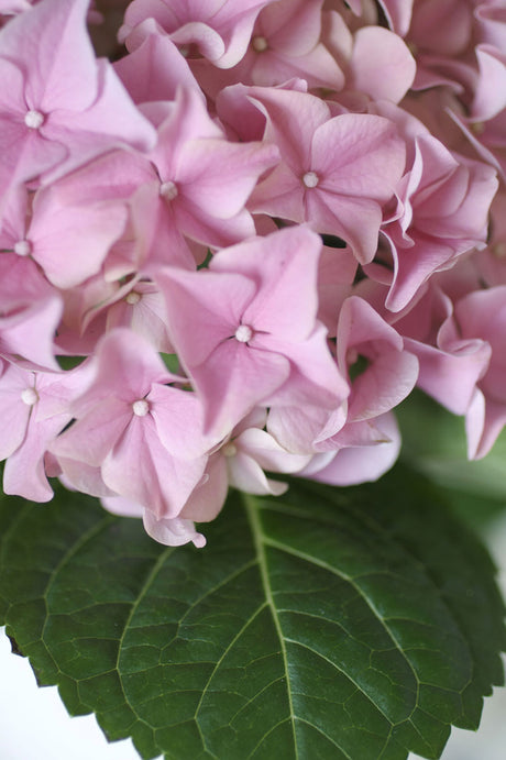 Frodig hortensia (Hydrangea macrophylla) i kruka inomhus som lyser upp vintermörkret – Månadens Blomma i februari med rik färgprakt, fin med krysantemum.