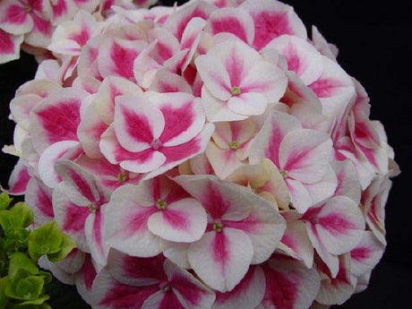 Hortensia som snittblomma (Hydrangea macrophylla) i vas med blomnäring, diagonalt snitt och blad borttagna, placerad ljust utan direkt sol.