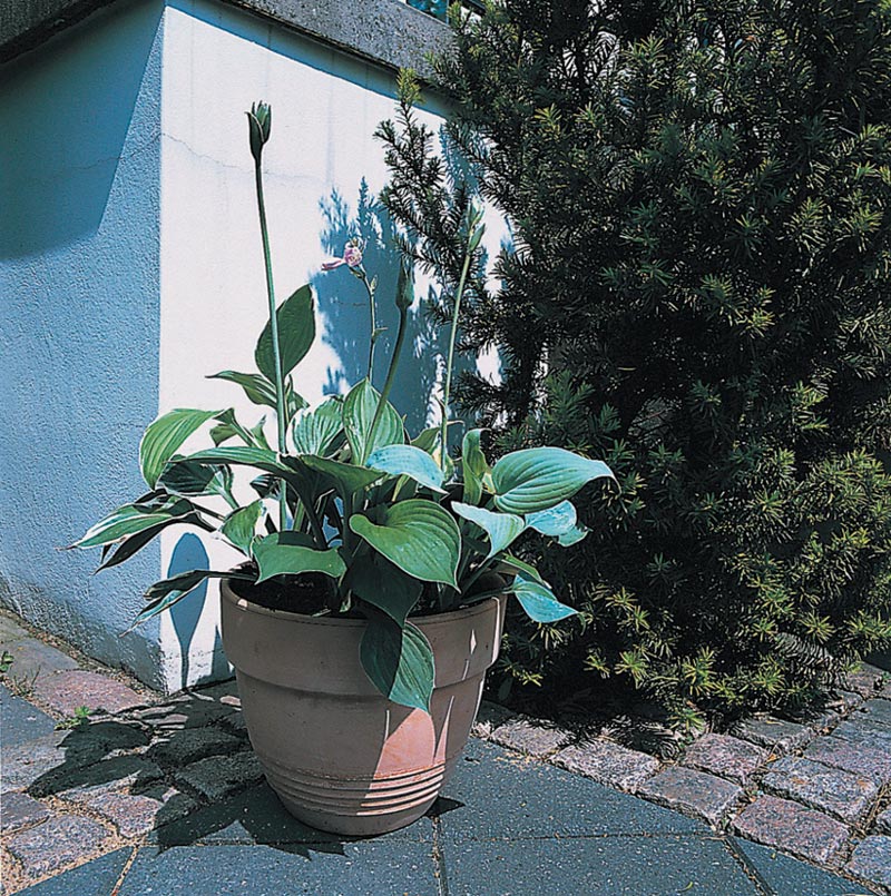 Hosta fortunei (blomsterfunkia) med hjärtformade, vitbrokiga och gräsgröna blad – dekorativ rabattväxt och marktäckare för skuggiga, vindskyddade lägen; ljuslila/vita blommor i juli–augusti; trivs i mullrik, fuktighetshållande men väldränerad jord.