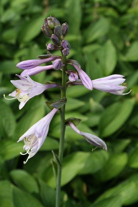 Blomsterfunkia (Hosta) – lättskött perenn med frodiga, blågröna och gulbladiga, brokiga blad samt lavendelblå blommor i halvskugga; perfekt marktäckare i skuggig rabatt.