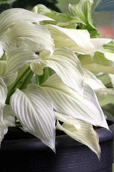 Hosta 'White Feather' (funkia) med vita unga blad som blir ljust gröna och blålila blommor i juli–augusti – lättodlad perenn för halvskugga, woodland och som marktäckare.