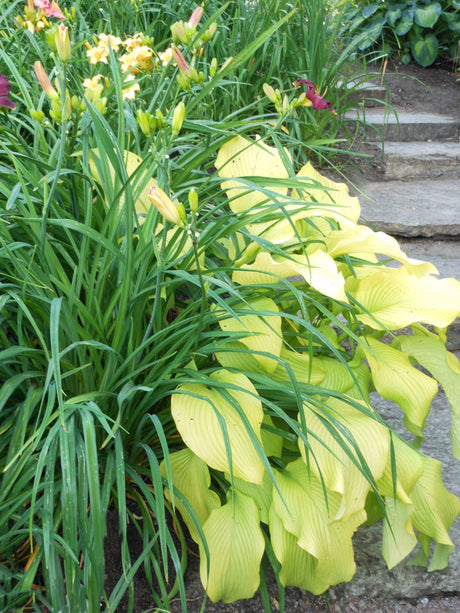 Gulbladig funkia Hosta 'Sun Power' med stora prydliga blad, en av de stora funkiorna, samplanterad med dagliljor i trädgård; trivs i halvskugga och mullrik, fukthållande jord.