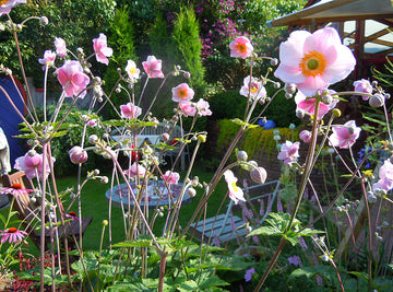 Höstanemon (Anemone hupehensis) – rosa, enkel 5-talig blomma; höstblommande perenn för odling i sol–halvskugga, mullrik skogsjord, vindskyddat läge, härdig till zon 4.