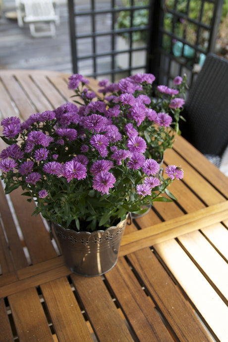 Höstaster (Aster novi-belgii) i sensommarens rabatt – perenn med stjärnlika blåvioletta blommor; trivs i soligt läge med fuktig jord och passar med penningblad.