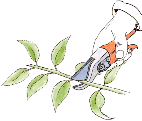 Guide för sticklingsförökning: sommarsticklingar av buskar – klipp 5–15 cm örtartade skott från frisk moderplanta, ta bort nedre blad och sätt i porös såjord (torv och sand) med hög luftfuktighet i miniväxthus; lavendel, forsythia, hortensia, syren.