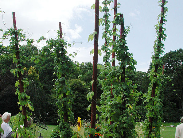 Humle (Humulus lupulus) i odling på spaljé – flerårig slingerväxt i familjen Cannabaceae med honplantor och humlekottar för ölbryggning, te och örtmedicin; skörd i augusti