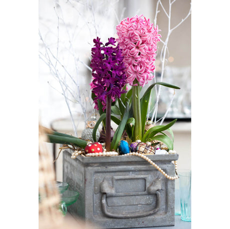 Doftande hyacint i hyacintglas med mossa – klassisk advents- och juldekoration i svensk jultradition; populära sorter som White Pearl och Delft Blue.