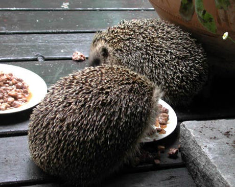 Igelkottar på bilparkeringen i Norrbotten – fridlyst igelkottspar som djurvänligt puffas bort med sopkvastmetoden i ett svenskt bostadsområde.